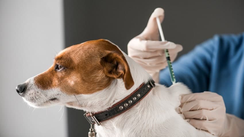 Köpek Aşıları Yapılmazsa Ne Olur?