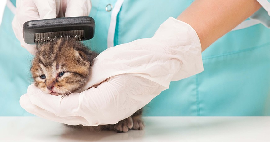Veteriner Kliniklerinden Kedi Sahiplenme
